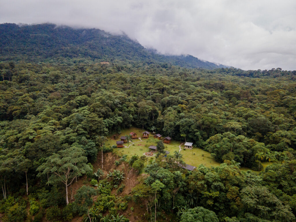 Jungle Harmony 7