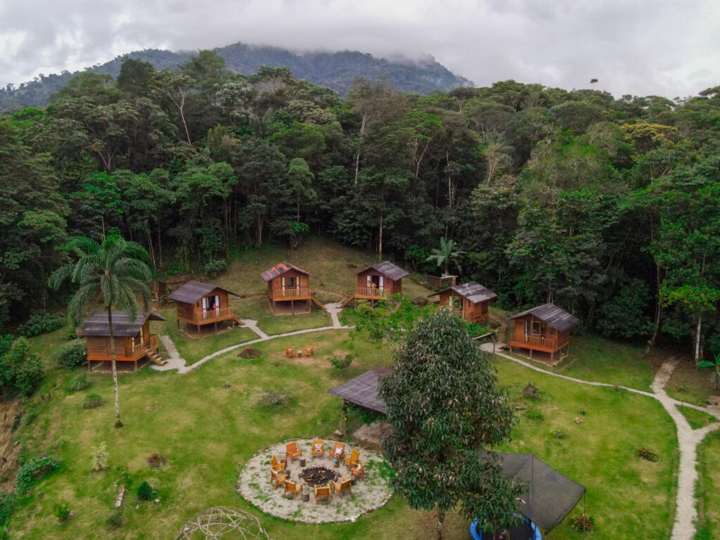 Jungle Harmony 2