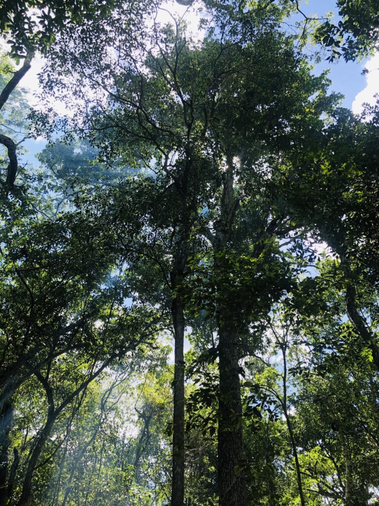 Madre Verde Aya Ceremonies & Retreats 5