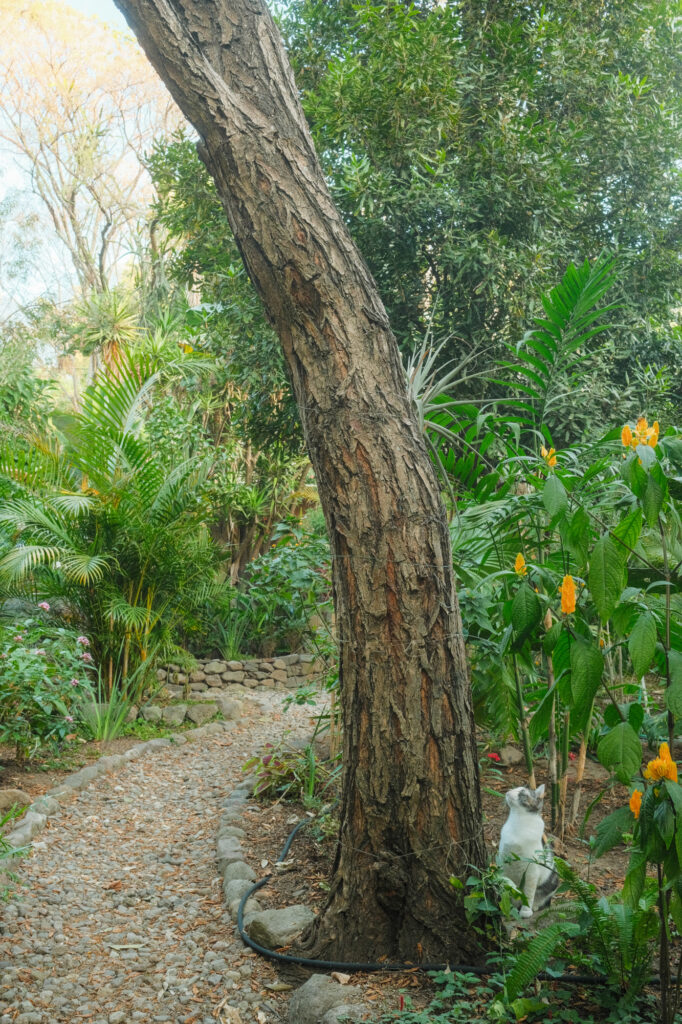 Sacha Retreat Center 6