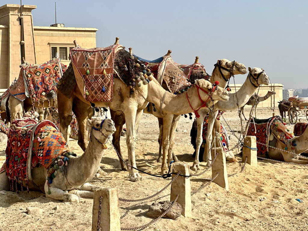 Egypt Sacred Sisterhood Retreat 5