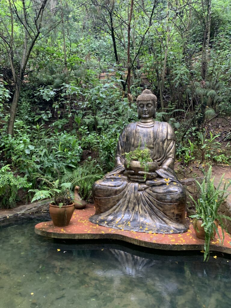 My Plant Medicine Journey