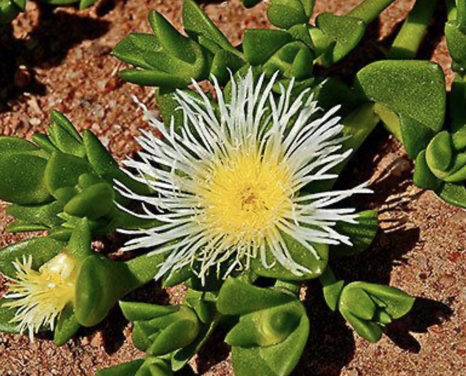 Plant Medicine Transformational Weekend 3
