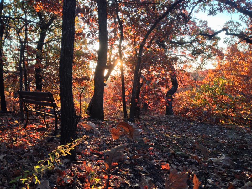 Osage Forest of Peace 5