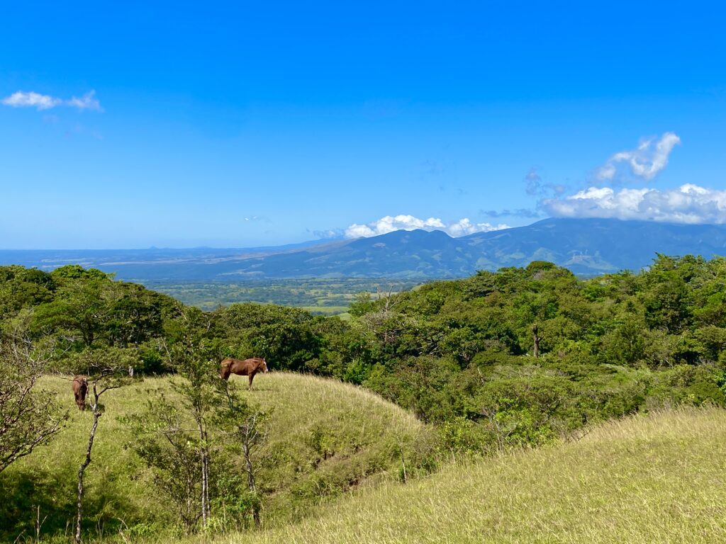 Tula Vida 7