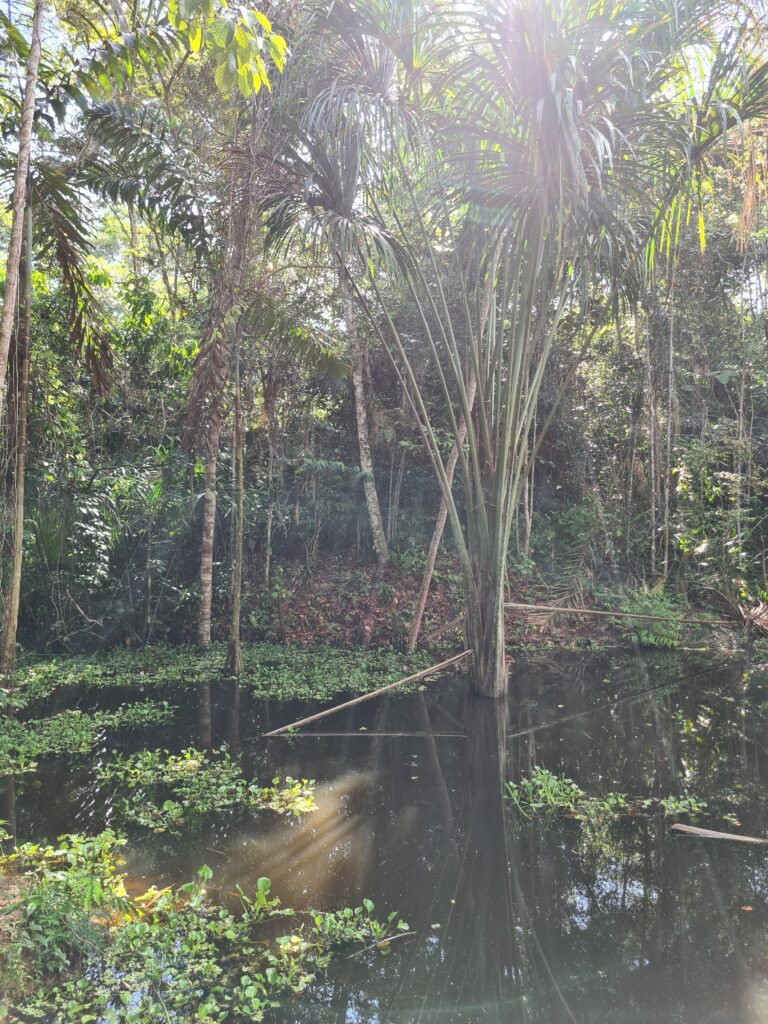 Home of Ayahuasca 4