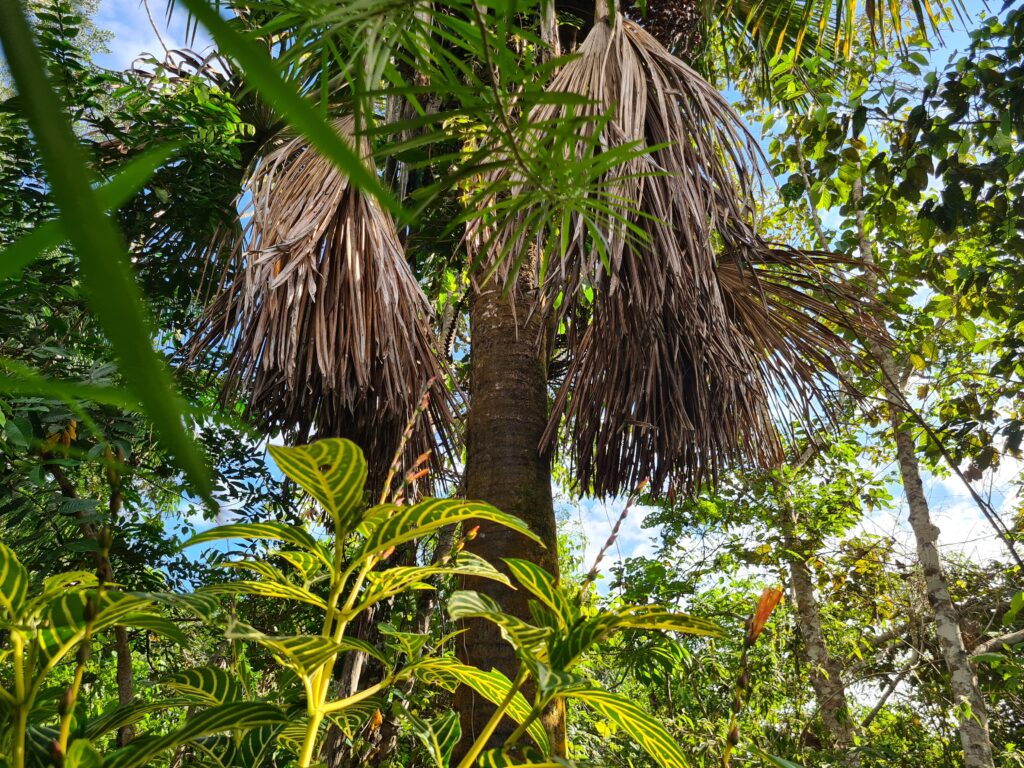 Home of Ayahuasca 3