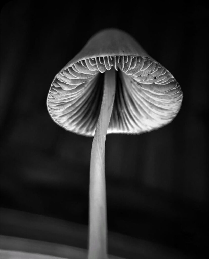 Equantum Ibiza 5