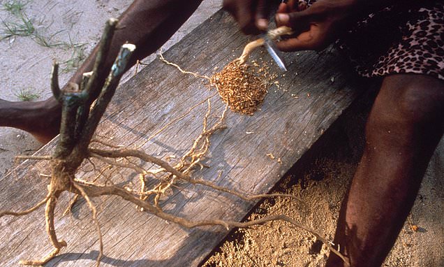 Bwiti Roots 2