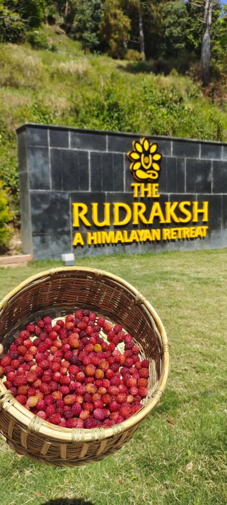 The Rudraksh - A Himalayan Retreat 2