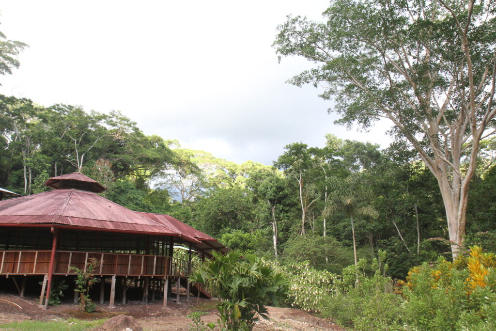 La Musa Verde 2