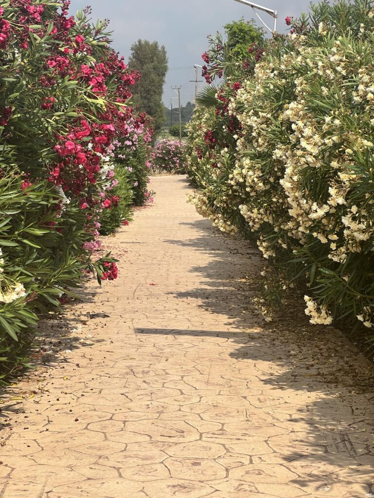 Elysium Cyprus Retreat 5