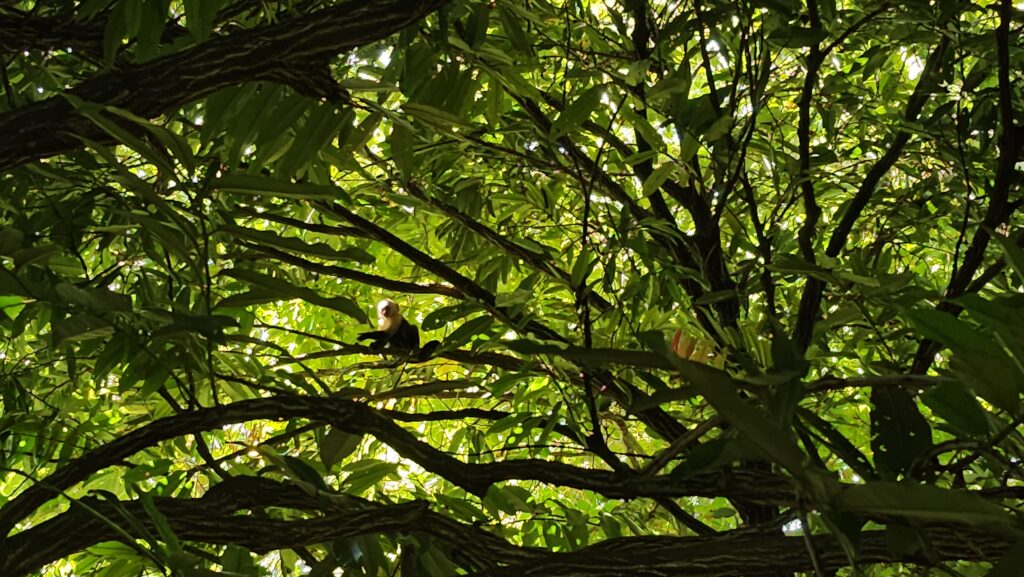 BellaVista Costa Rica - Curated Lifestyle Experiences 5