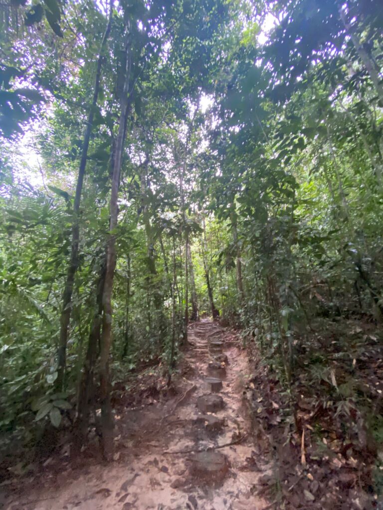 Shamanflora 5
