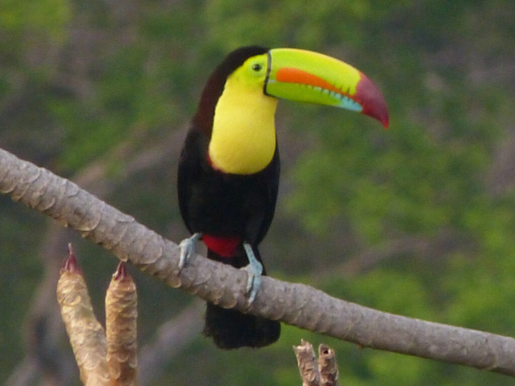 Pura Finca 7