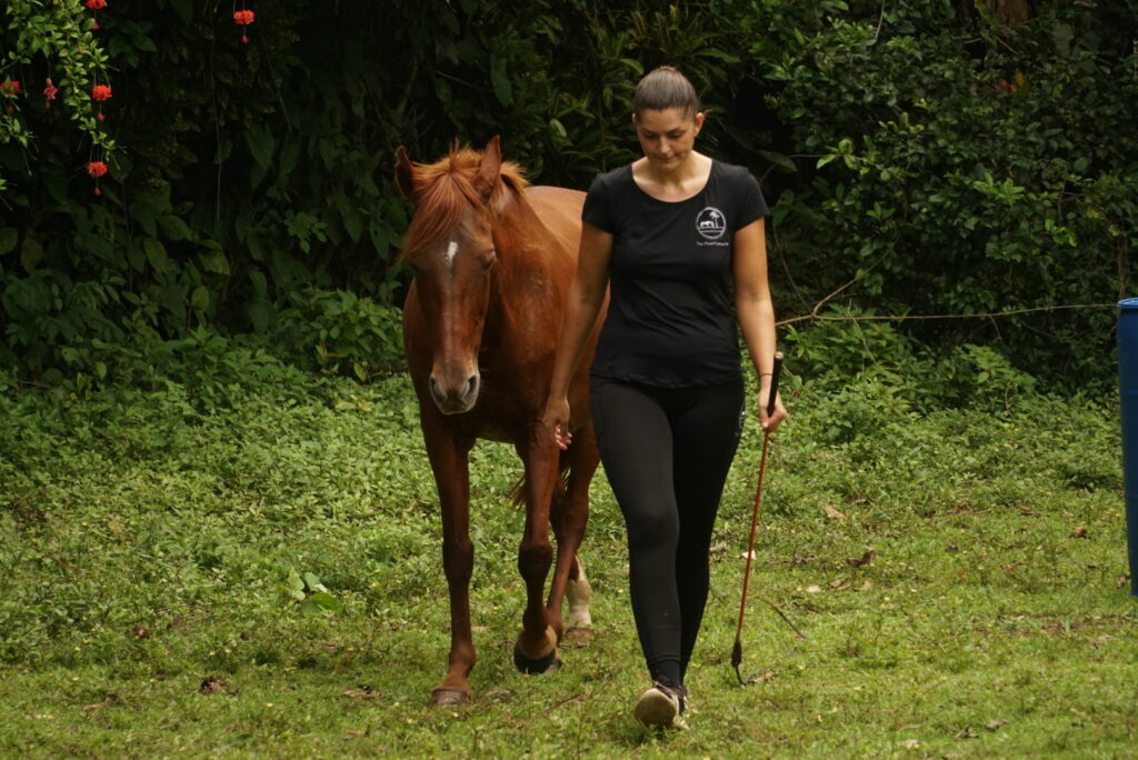 Mana - yoga and horse retreat