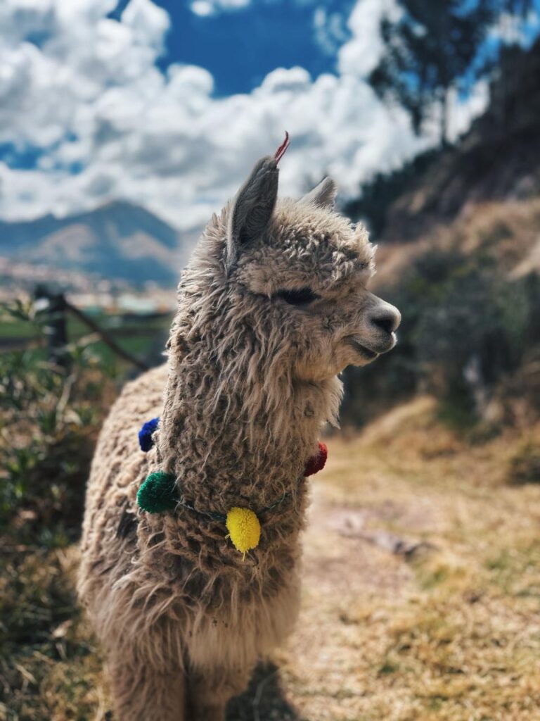 Nature Trips Peru 8