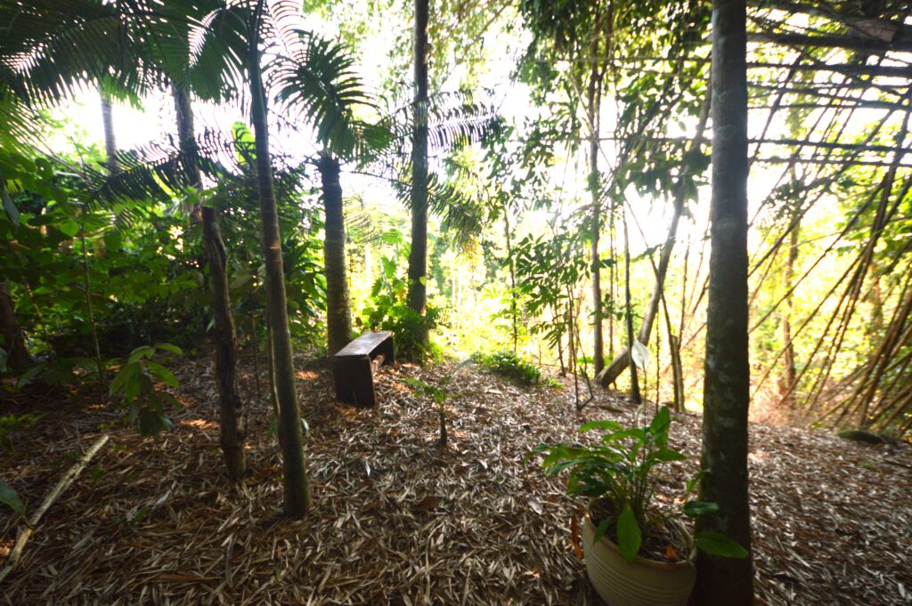 Magic Mena Rainforest Retreat 5