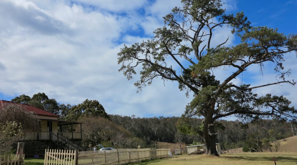 Rhythm Tree 6