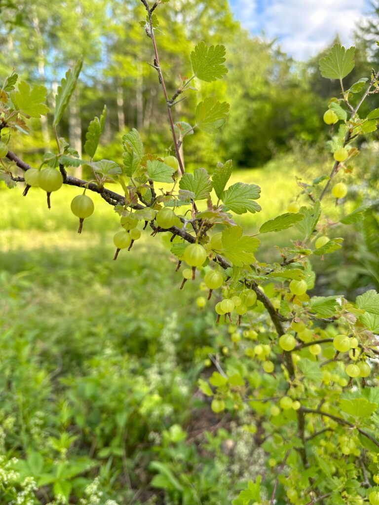 The Hummingbird Center NH 3