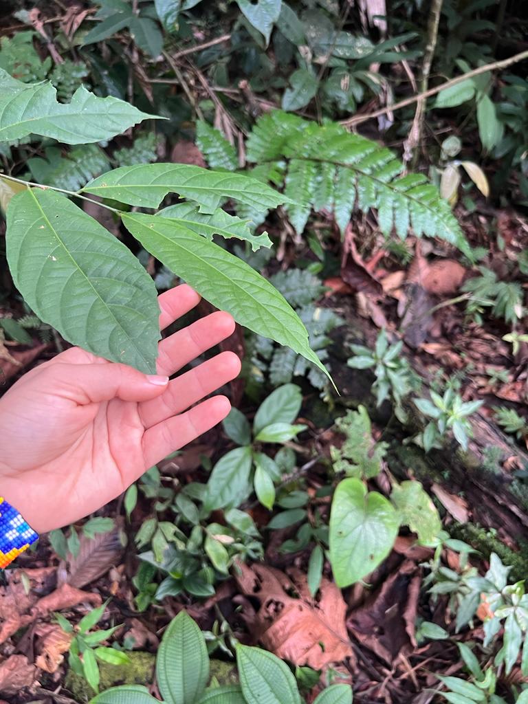 Ziru Yai Ayahuasca Retreats 3