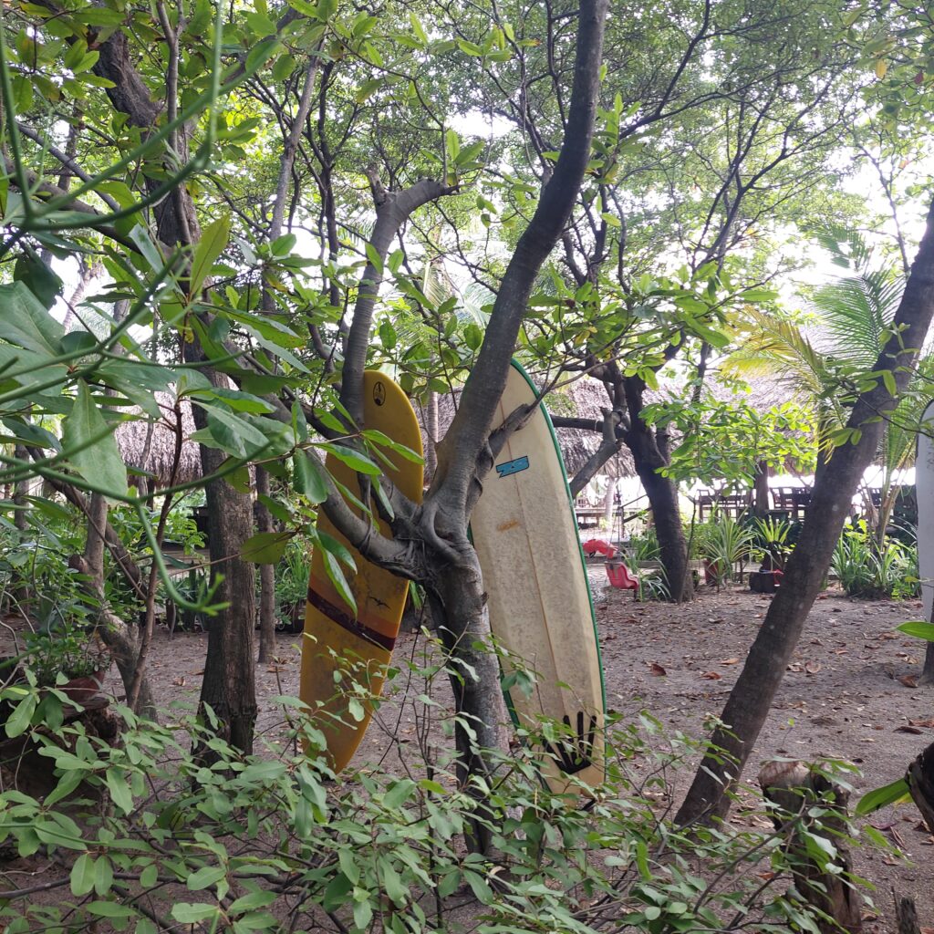 Feathers and Fur Surf + Yoga Experiences 2