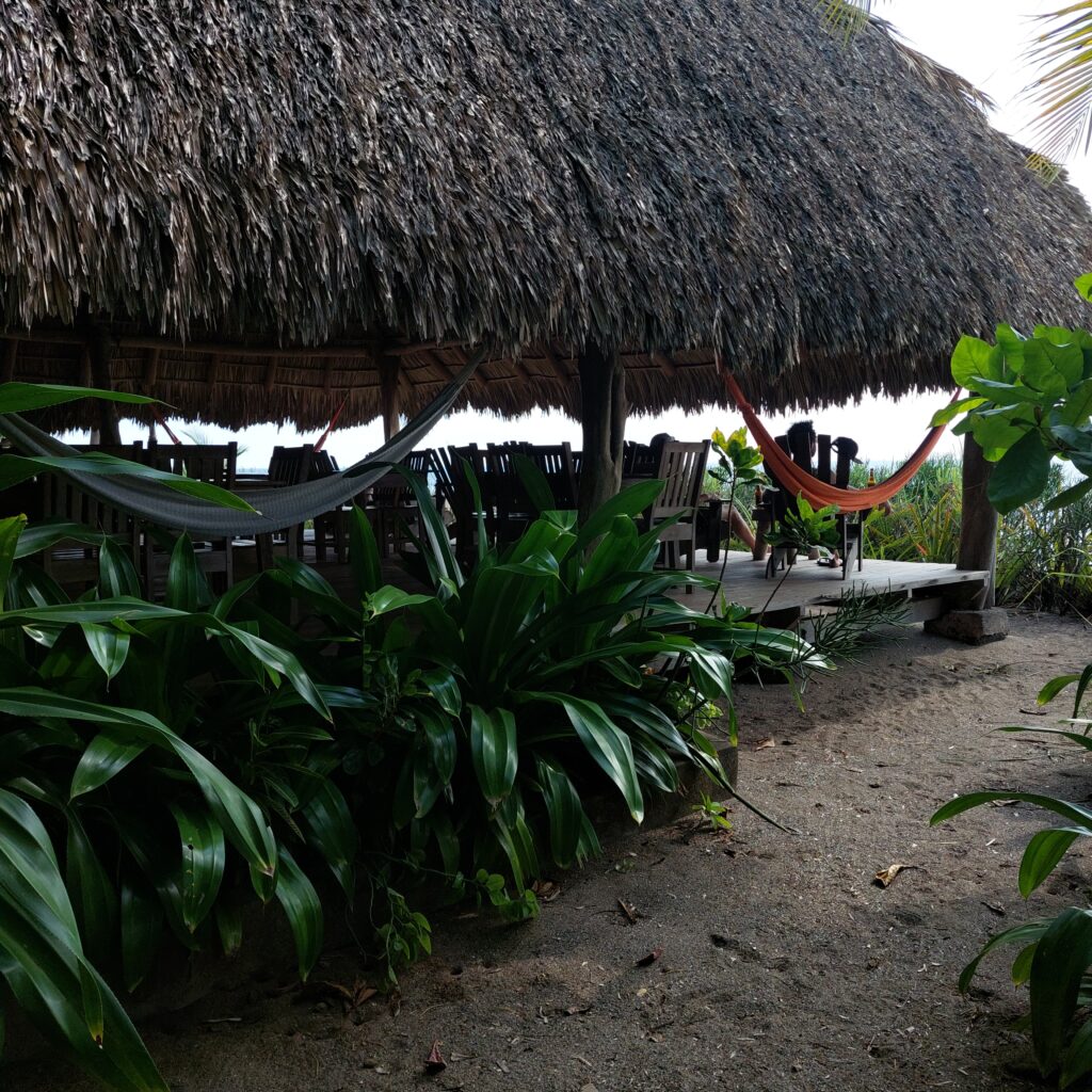 Feathers and Fur Surf + Yoga Experiences 8