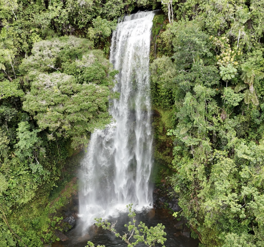 Cloud Forest Yagé 8