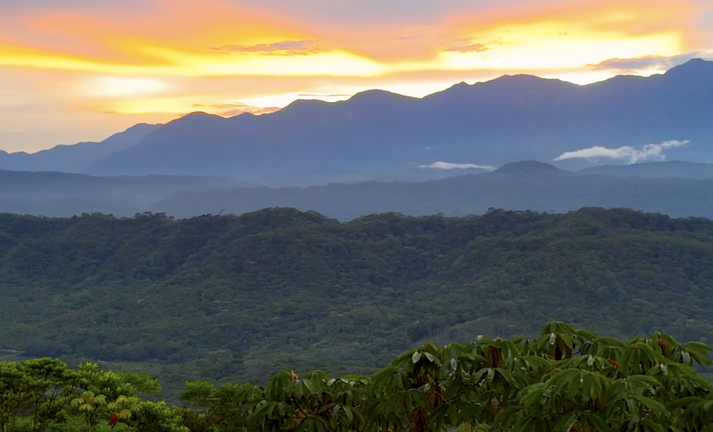 Cloud Forest Yagé 3