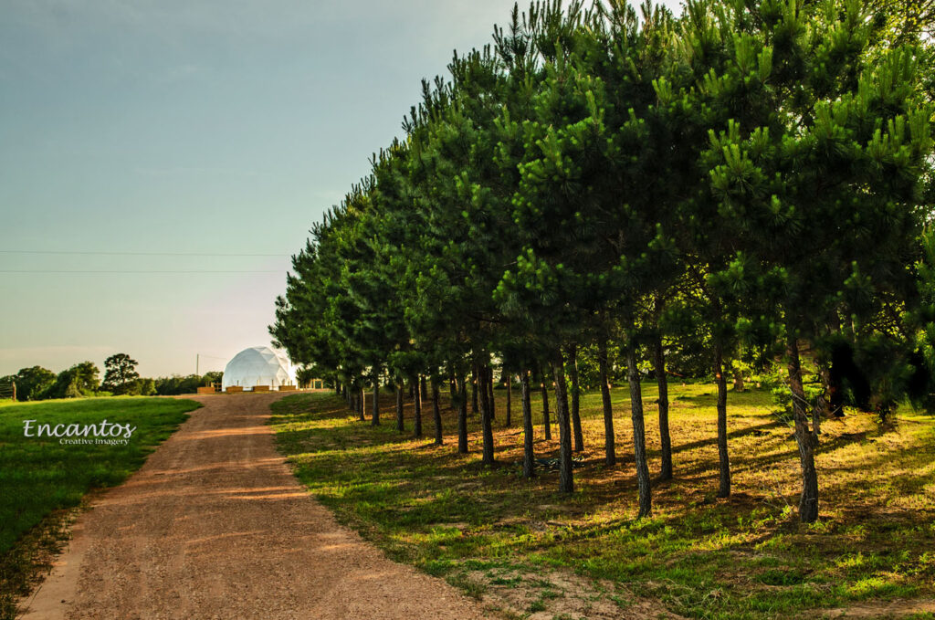 Golden Pine Village 5