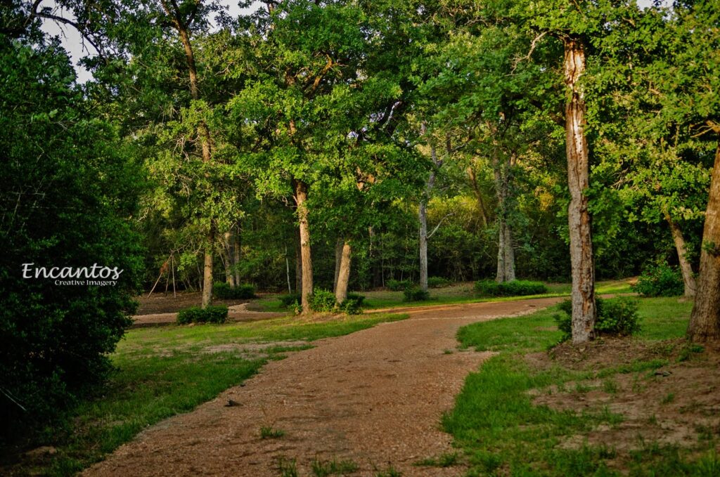 Golden Pine Village 6