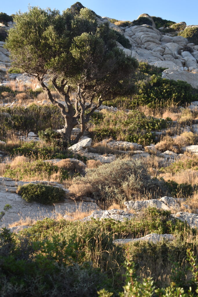 ExaRetreats Cyclades 7