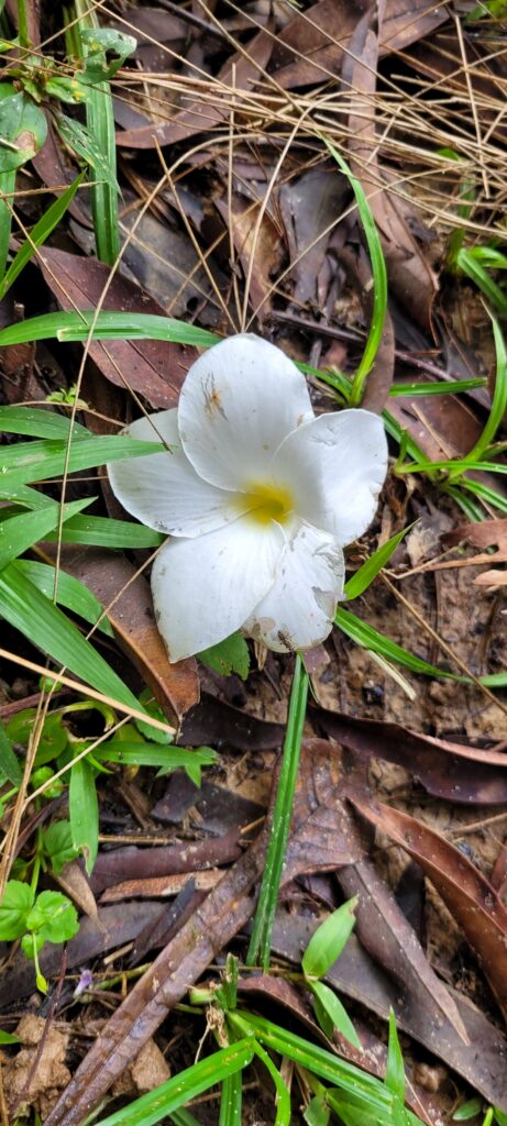 Takinuna Healing Centre 6