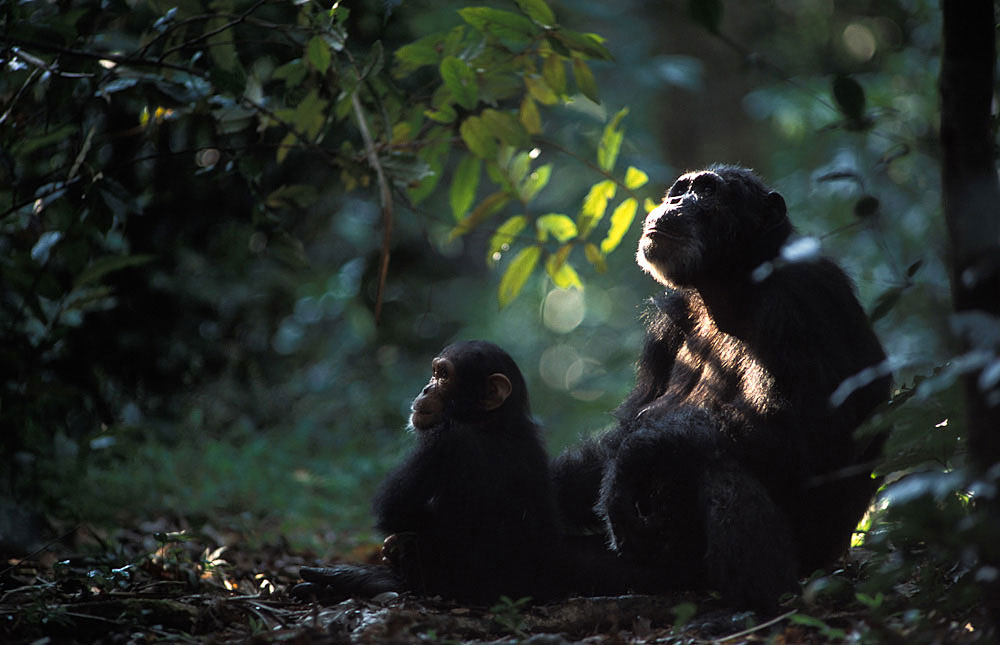 Hidden Treasure of Life - Chimpanzee Tour