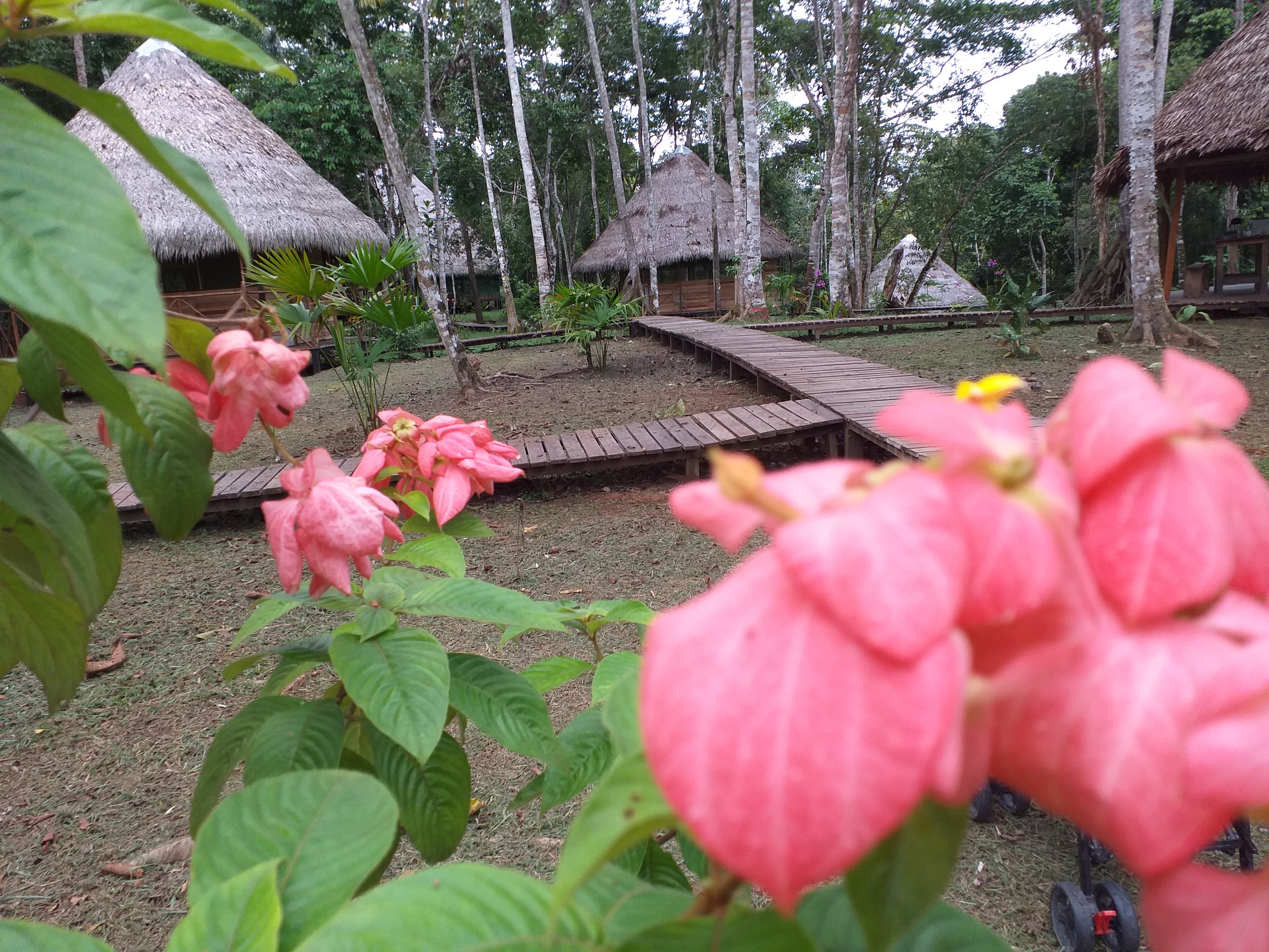 Lupuna Ayahuasca Healing Center