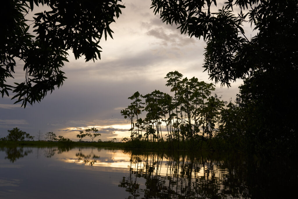 Luz del Amazonas