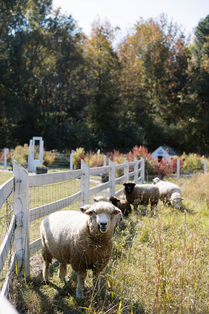 Oxford Oaks Farms 3