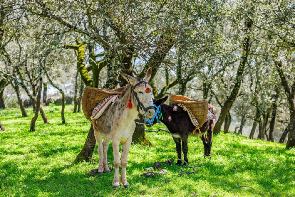 IBERIAN WELLNESS RETREATS 4