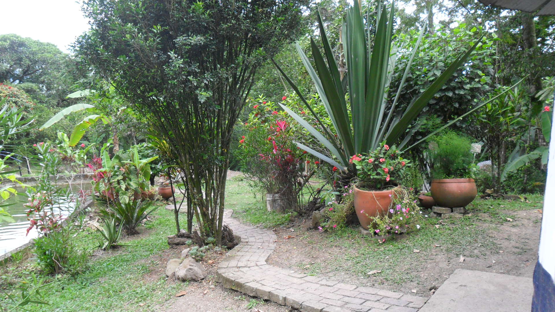 Ayahuasca healing center-Colombia 2