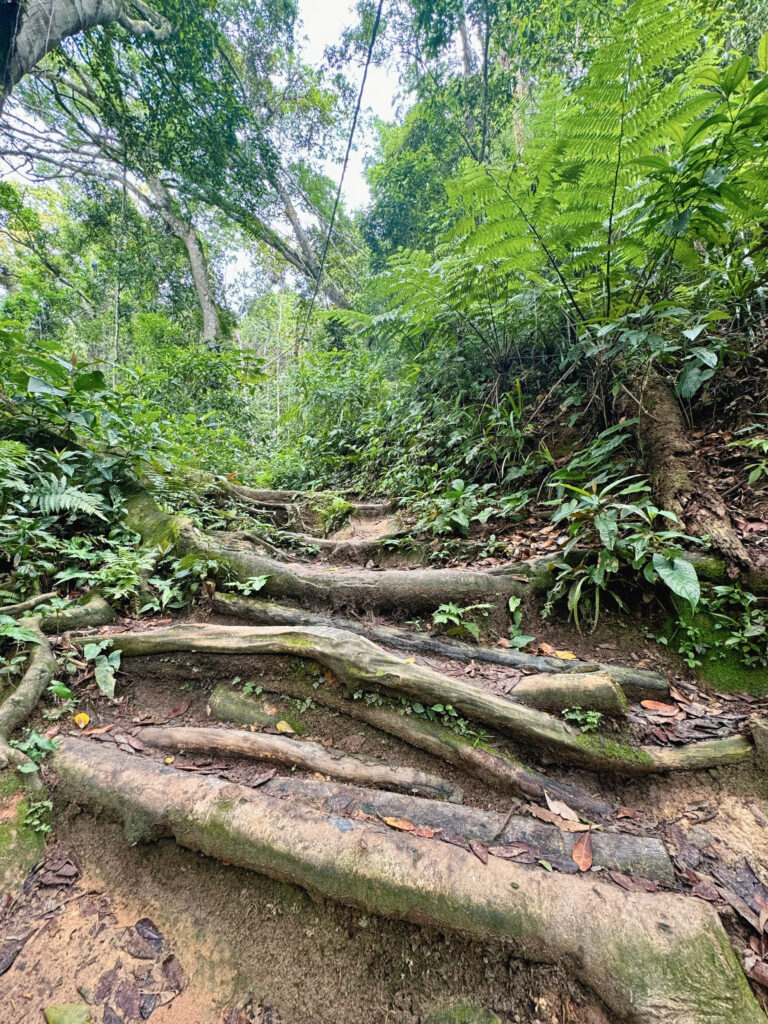 Brazil Jungle Trek: Ilha Grande 8