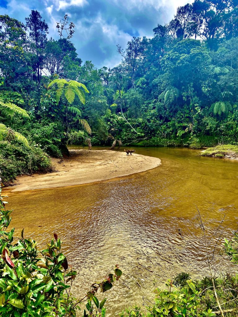 Eagle Condor Alliance - Ancestral Healing Center in Colombia